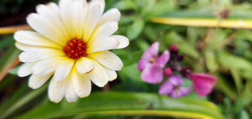A small pale yellow Calendula flower with an out of focus purple wallflower in the background