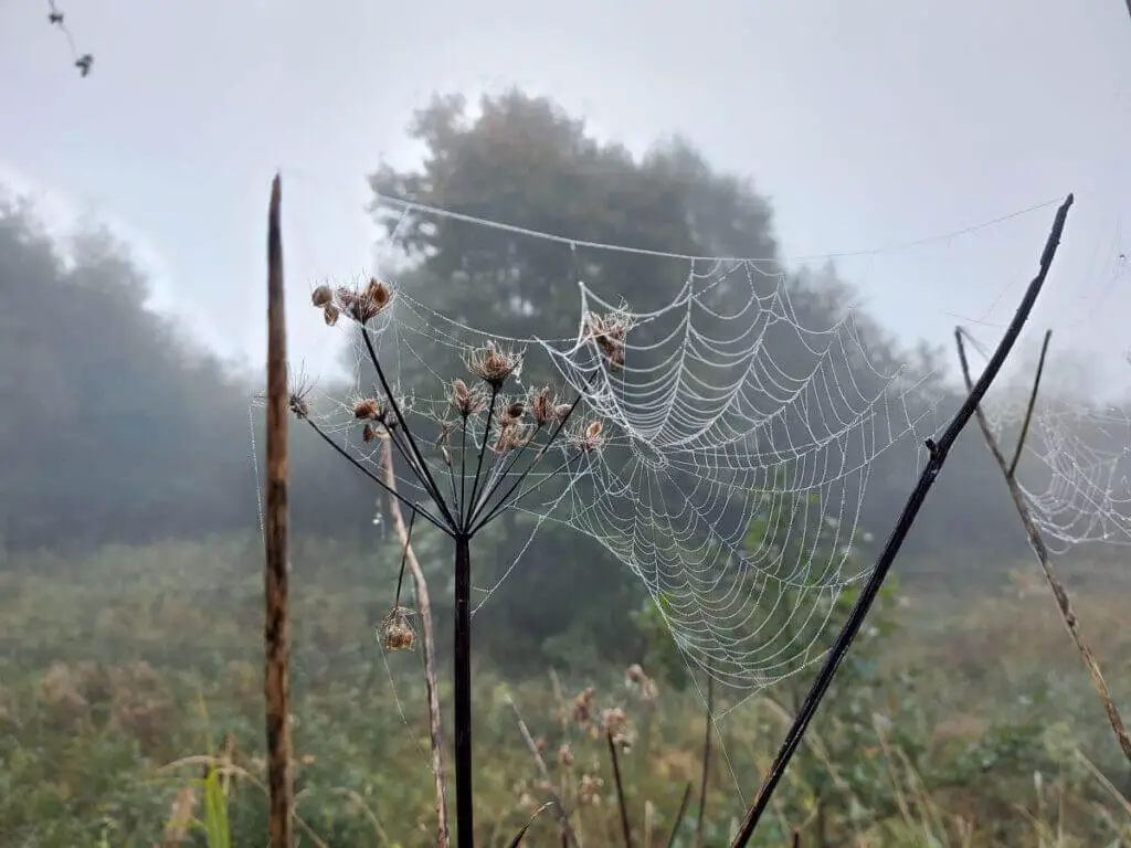 A large cobweb in a dried flowerhead. It is outlined with droplets of water.
