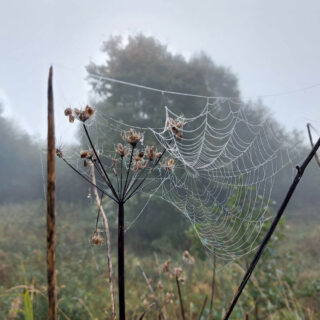 A large cobweb in a dried flowerhead. It is outlined with droplets of water.