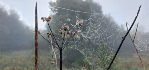 A large cobweb in a dried flowerhead. It is outlined with droplets of water.