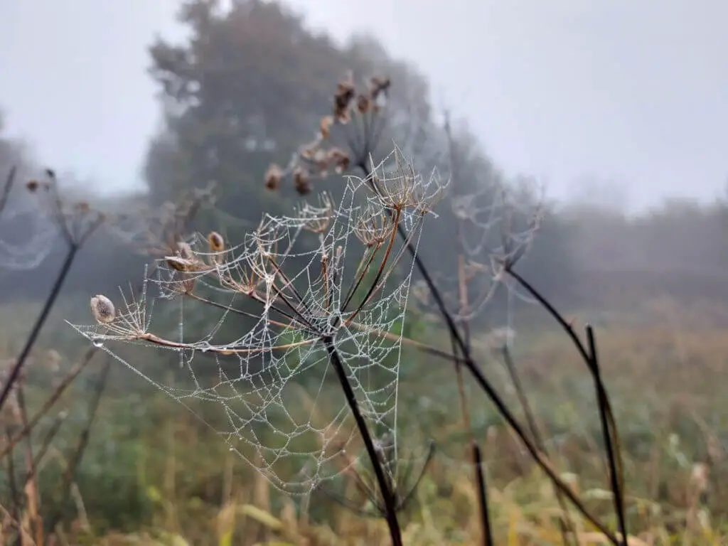 A large cobweb in a dried flowerhead. It is outlined with droplets of water.
