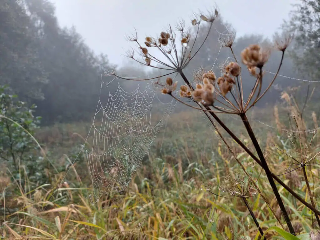 A large cobweb in a dried flowerhead. It is outlined with droplets of water.