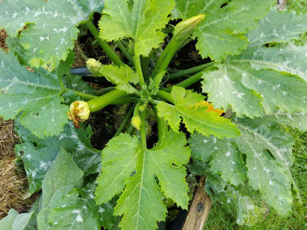 A courgette plant with yellow flowers and some courgettes growing