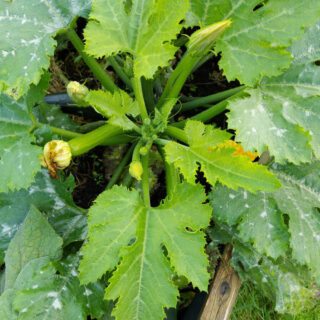 A courgette plant with yellow flowers and some courgettes growing