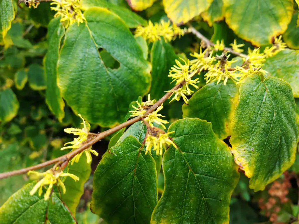 Spidery yellow Hamamelis flowers against green leaves