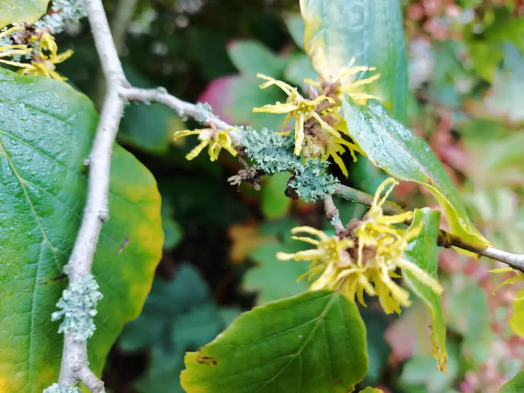 Close up of spidery yellow Hamamelis flowers against green leaves