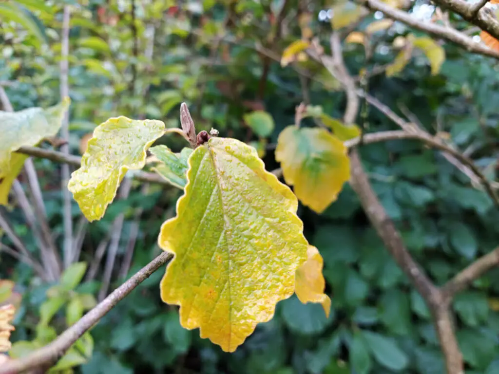 Leaves of a Hamamelis bush which are just starting to turn yellow