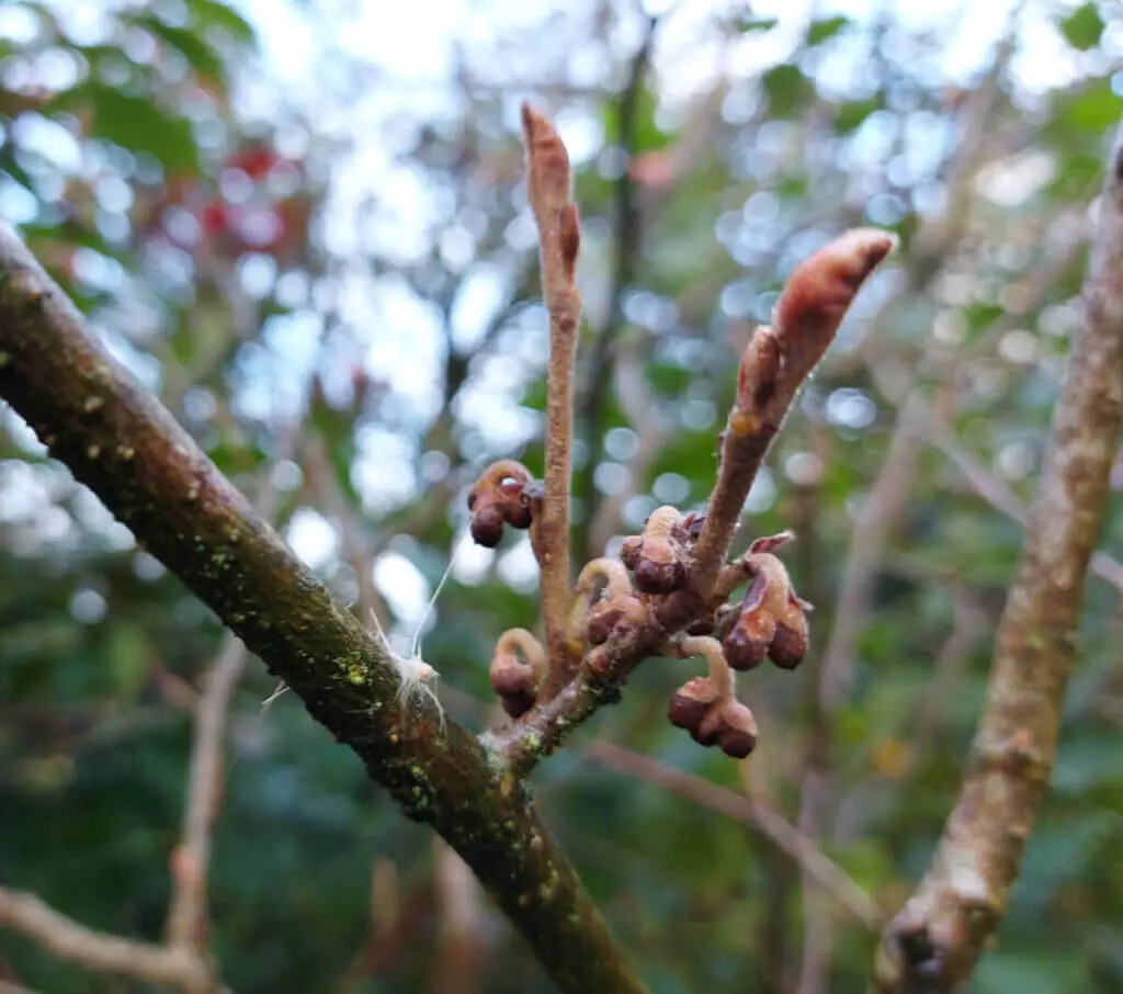 Tight red buds on a witch hazel plant
