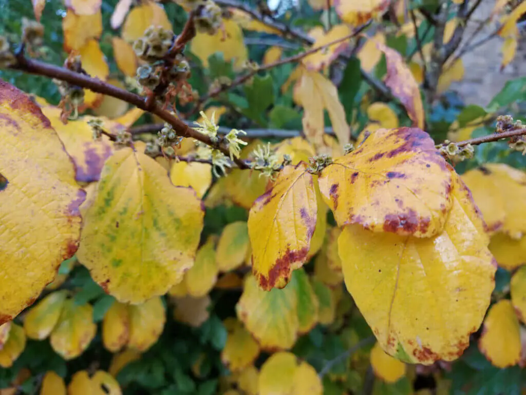 Yellow flowers and yellow leaves on a witch hazel plant