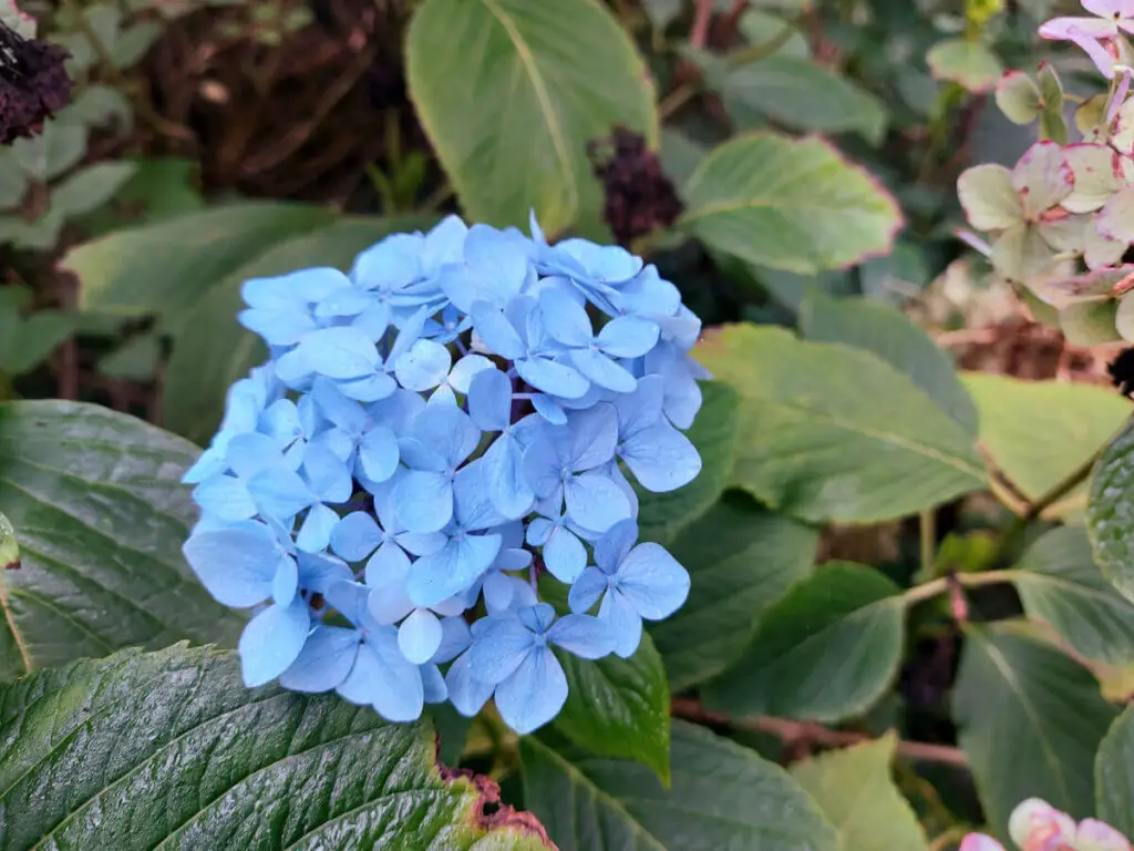 A blue hydrangea flower