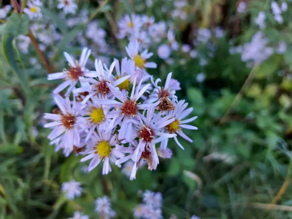 A close up of purple Michaelmas daisy flowers