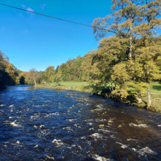 The River Wharfe is running high, the brown water breaking over the rocks. The sky is a brilliant blue and the trees are beautiful autumn shades