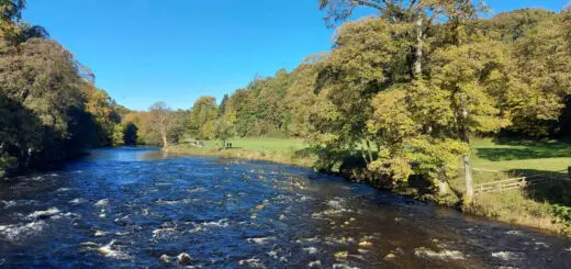 The River Wharfe is running high, the brown water breaking over the rocks. The sky is a brilliant blue and the trees are beautiful autumn shades