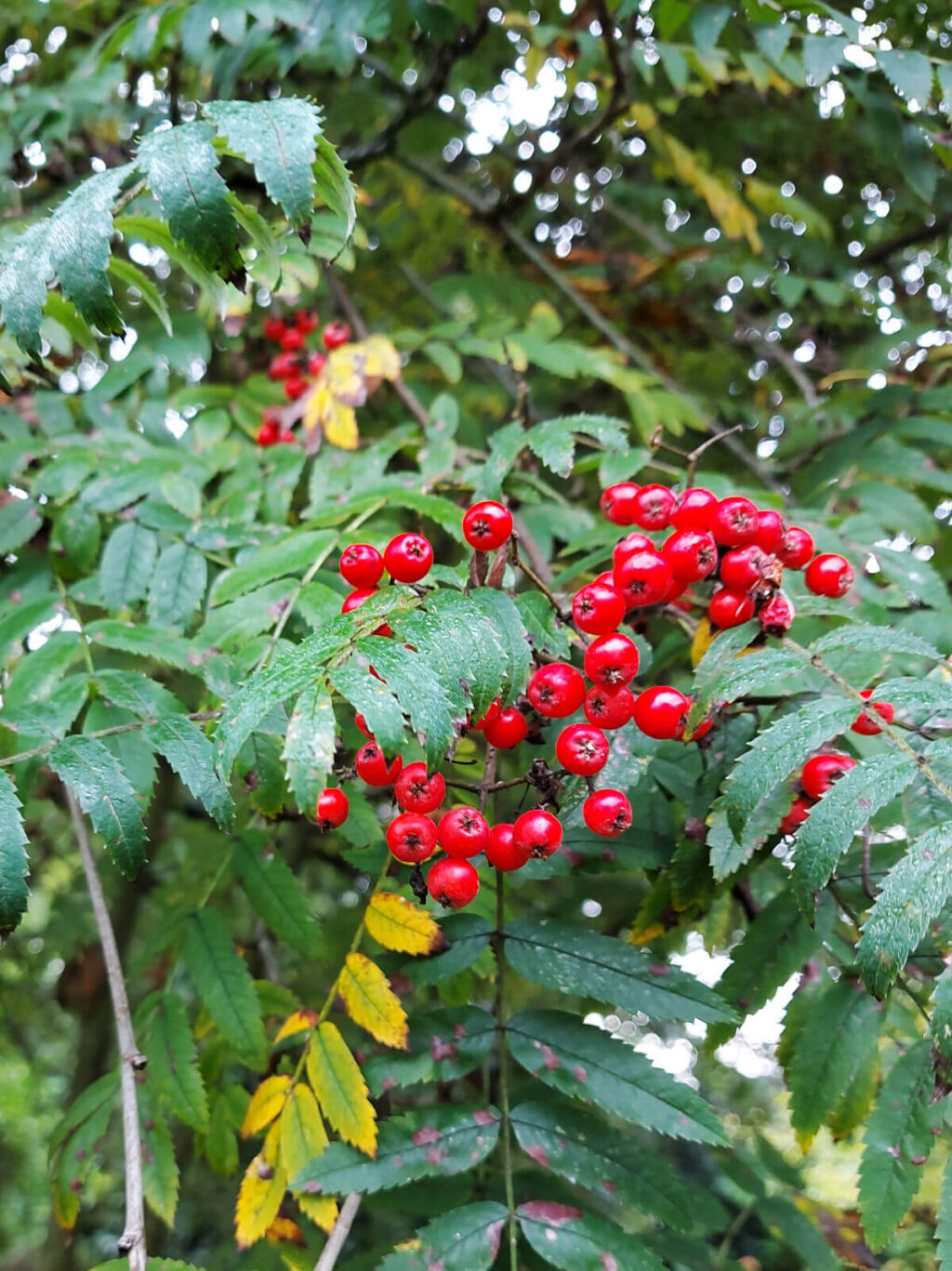 Red berries on a Rowan tree, against green leaves