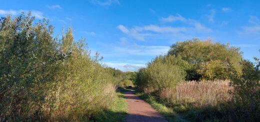 A wide red-gravelled footpath between bushes, leading into the distance. The sky is brilliant blue.
