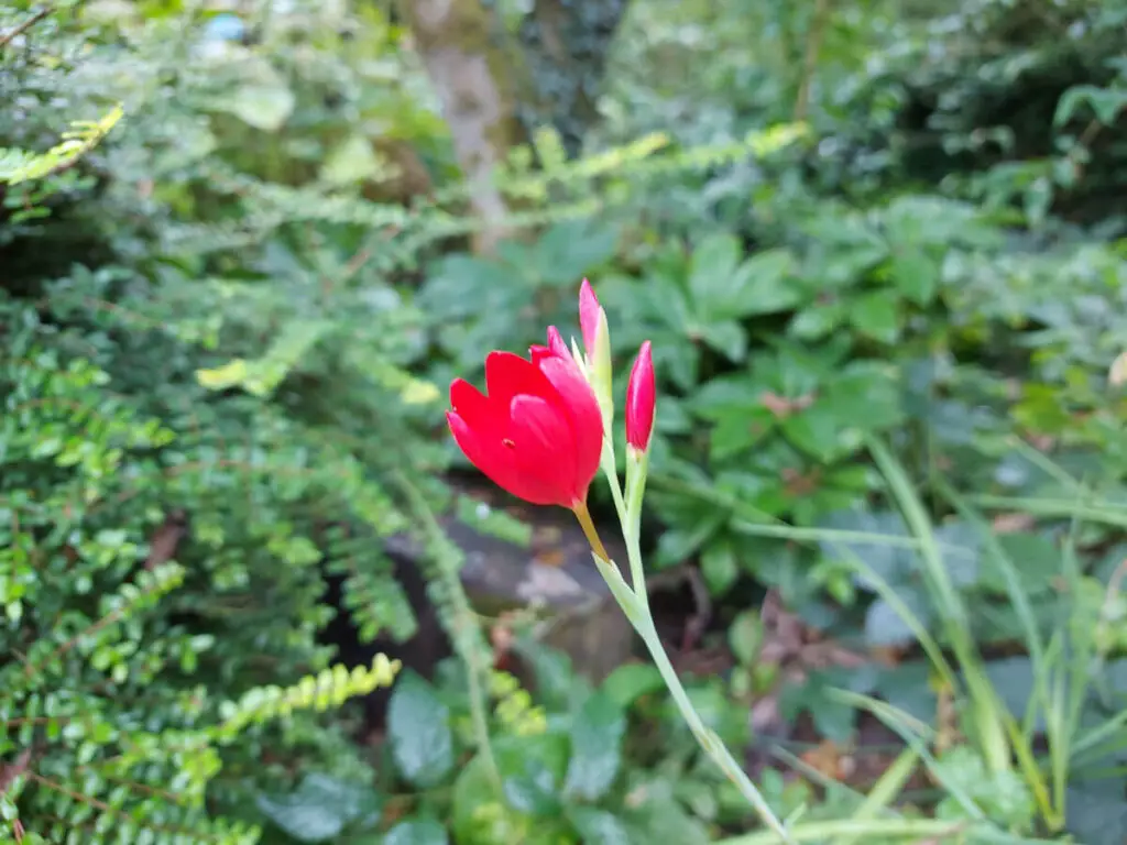 A red Schizostylis flower against green leaves