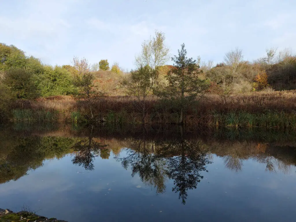 Shrubs and trees in autumn colours reflected in a canal