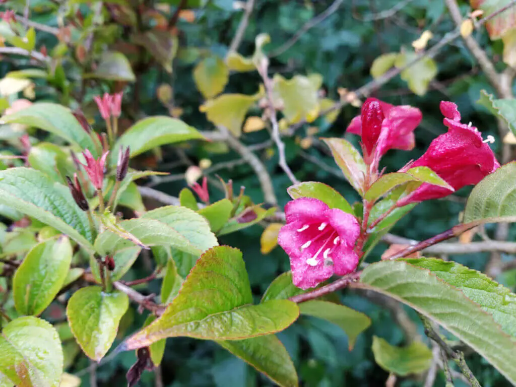 Pink Weigela Florida flowers against green leaves