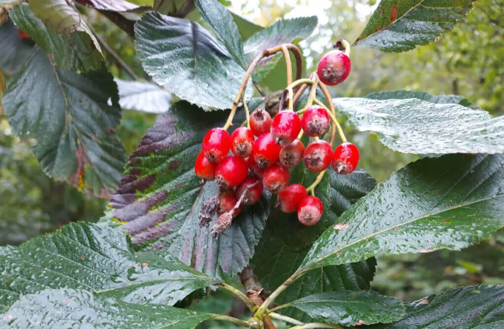 Red berries on a Whitebeam tree, bright against dark green leaves