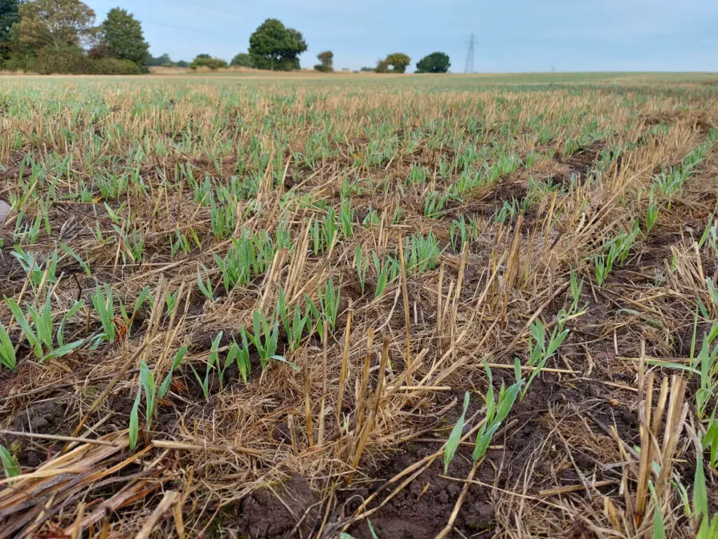 Green shoots of Winter wheat growing in a field