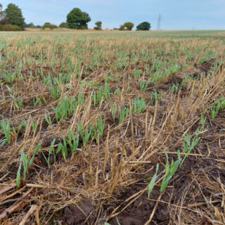 Green shoots of Winter wheat growing in a field