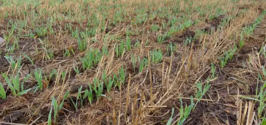 Green shoots of Winter wheat growing in a field