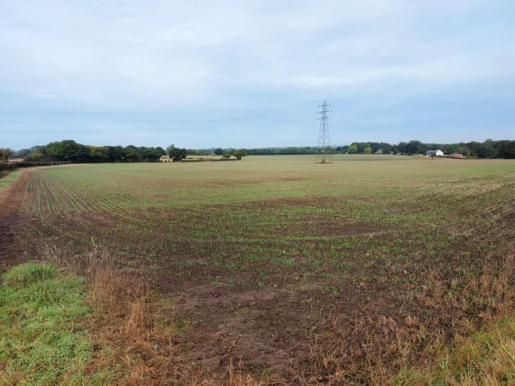 Green fuzz across a field as the Winter wheat germinates