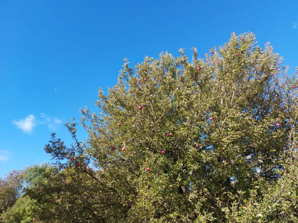 An apple tree with red apples on it is against a blue sky