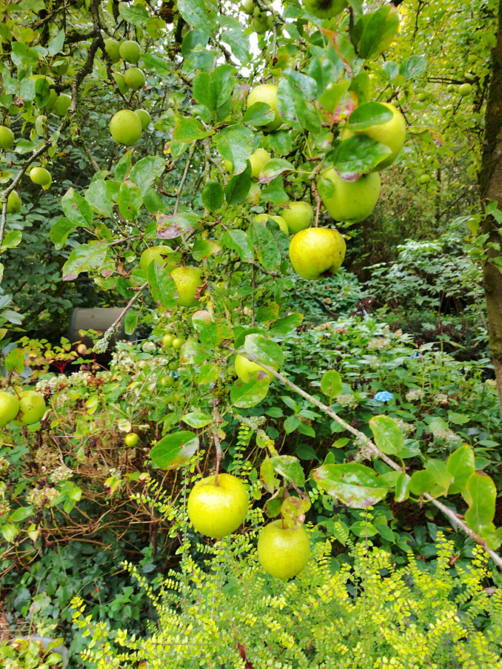Apples in an apple tree