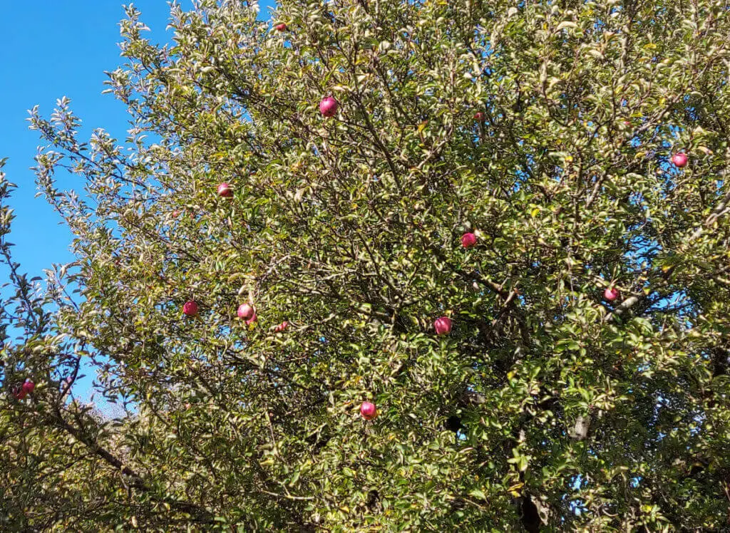 A close up of red apples in a tree