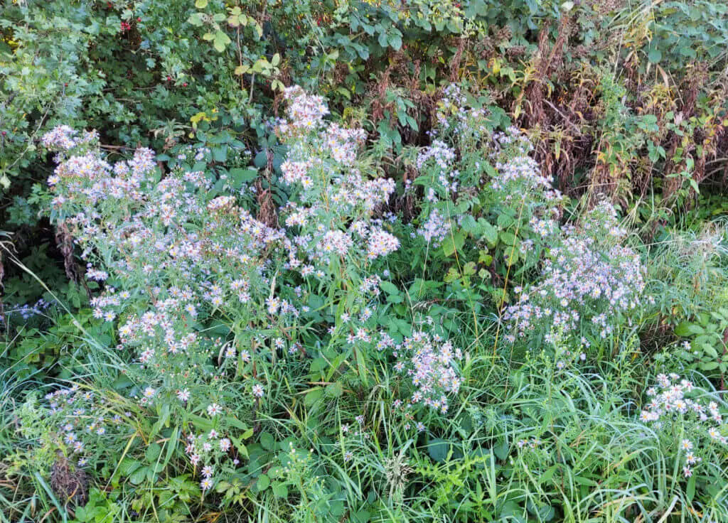 A clump of tall-growing purple flowers in an overgrown wild border.