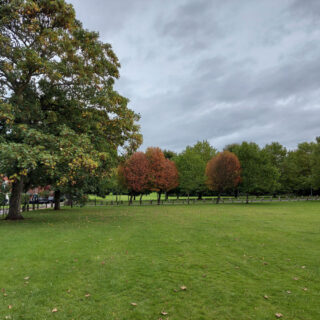 Autumn leaves on trees across a green field. The leaves are turning red and the sky is grey