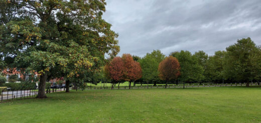 Autumn leaves on trees across a green field. The leaves are turning red and the sky is grey