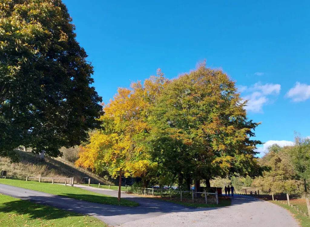 Trees with yellow, orange and green leaves against a bright blue sky