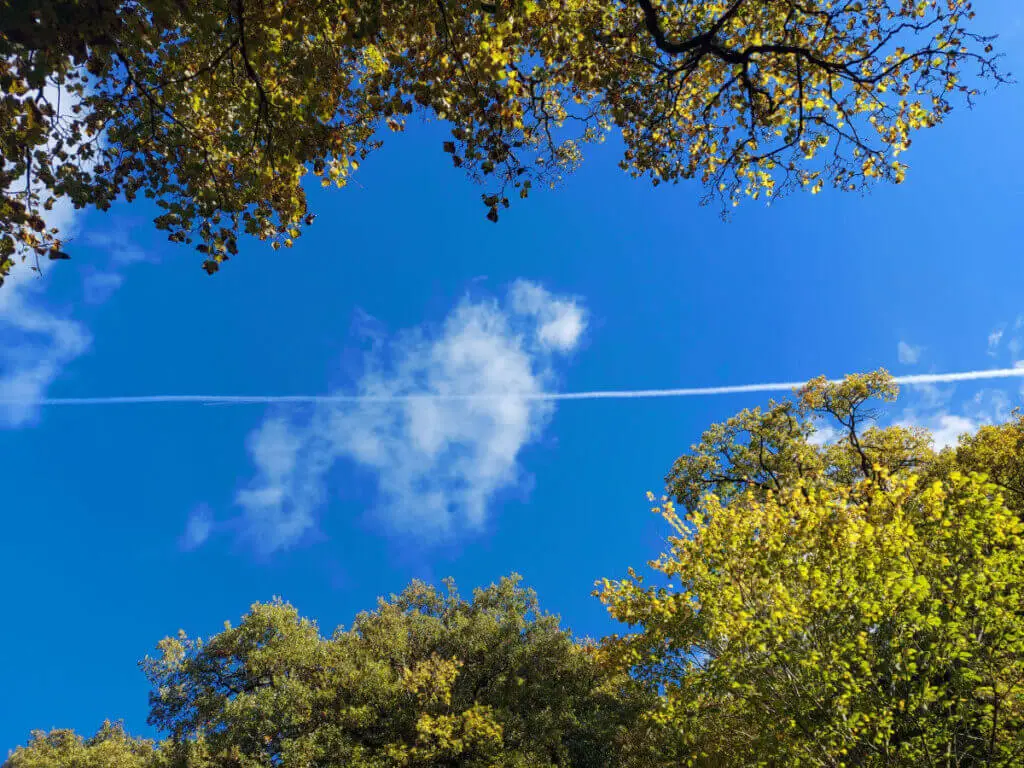 A white aeroplane vapour trail splits the blue sky looking up between trees