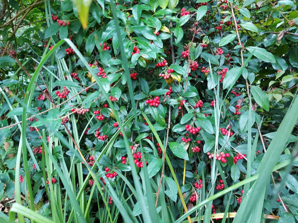 Red berries on a Cotoneaster bush
