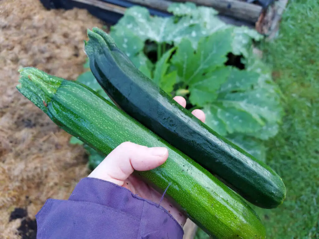 Christine is holding two courgettes