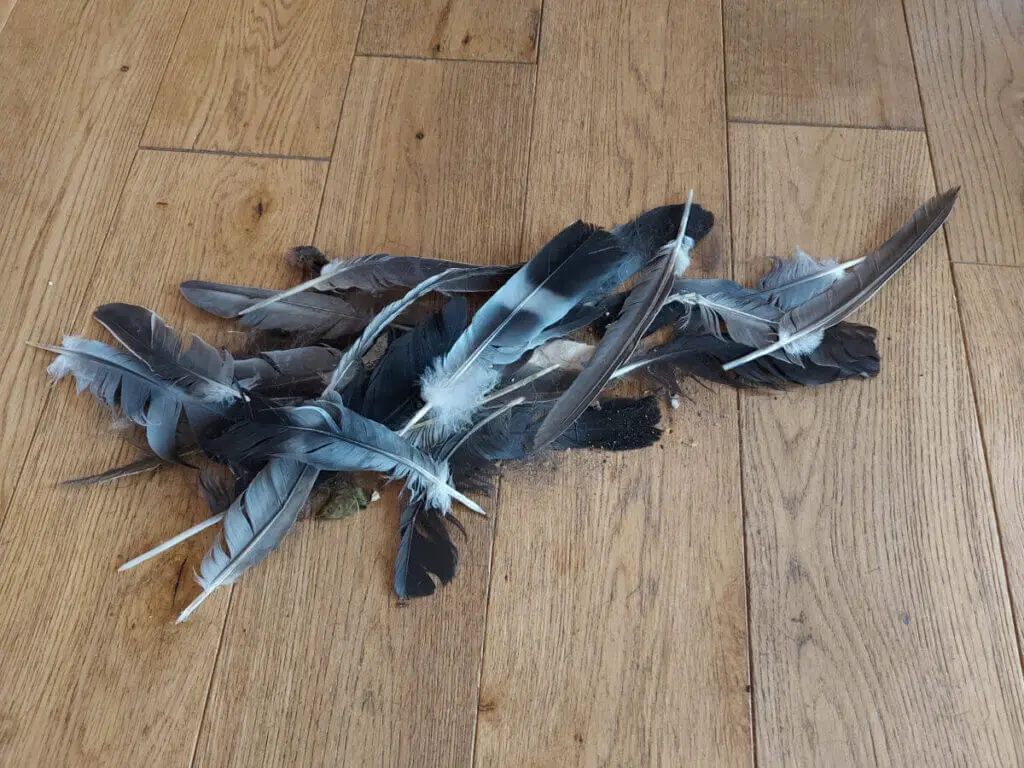 A pile of grey, white and black feathers on a wooden floor.