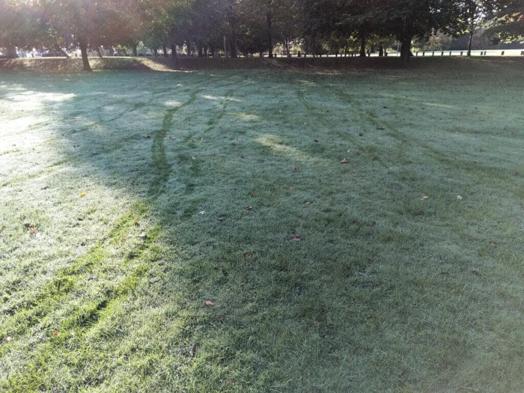 Tracks on dewy grass made by people and dogs. The sun is shining from the left and there are trees in the distance.