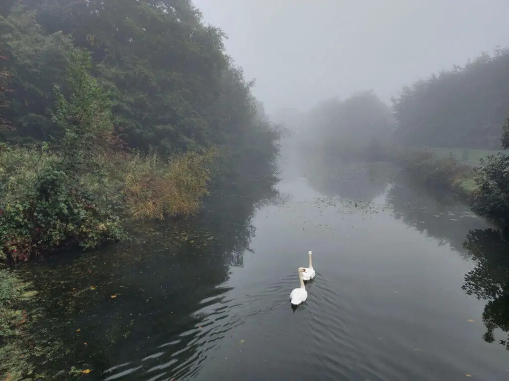 A view across a misty canal. Two swans are swimming away from the bridge where the photo was taken.
