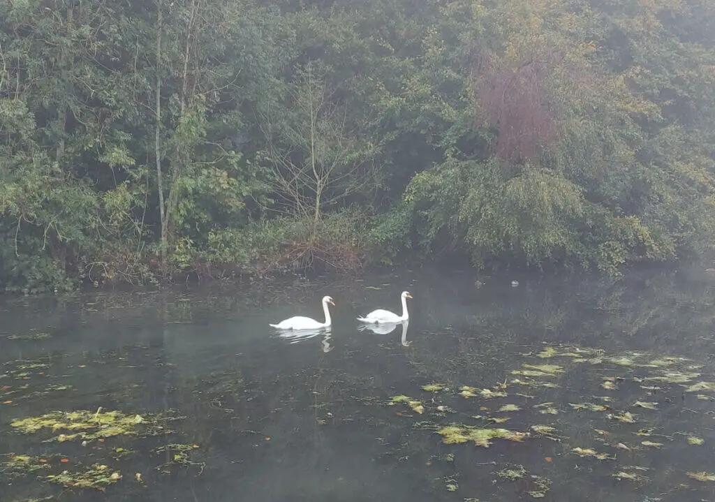 Two white swans on a misty canal. Behind them are trees in autumn colours