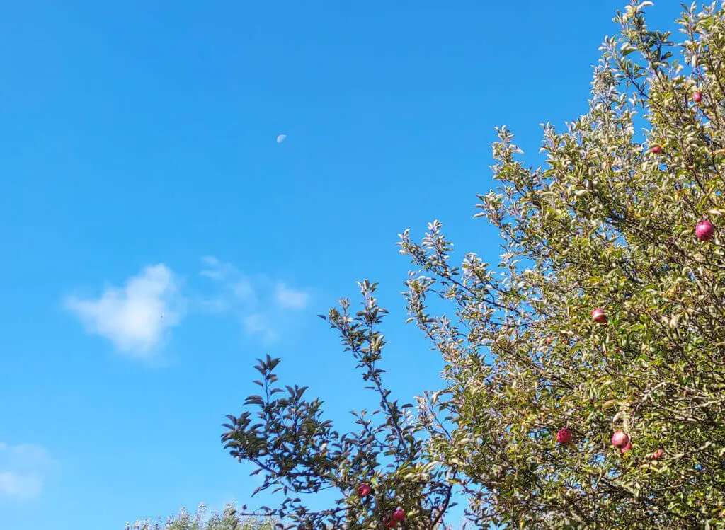 A blue sky with a single cloud and a day moon. An apple tree is in the foreground.