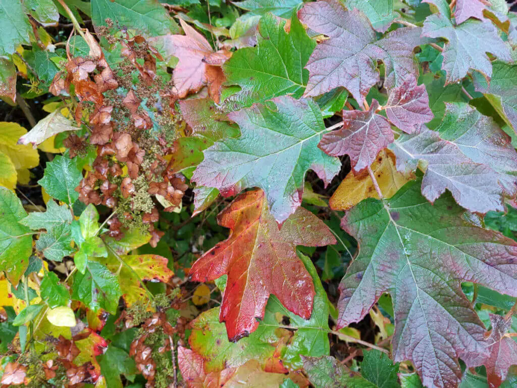 Red and green oak leaf hydrangea leaves