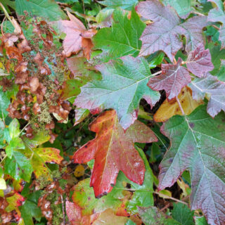 Red and green oak leaf hydrangea leaves