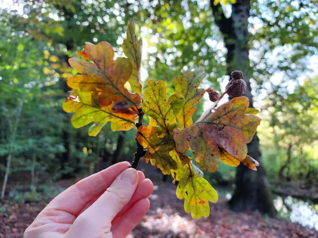 Christine is holding up a bunch of oak leaves on a single stem to the light. The leaves are yellow, green and orange.