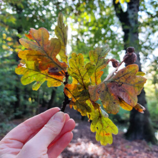 Christine is holding up a bunch of oak leaves on a single stem to the light. The leaves are yellow, green and orange.