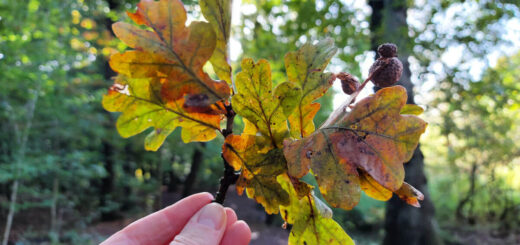Christine is holding up a bunch of oak leaves on a single stem to the light. The leaves are yellow, green and orange.