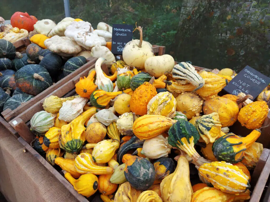 A large box of ornamental gourds in shades of yellow, green and white