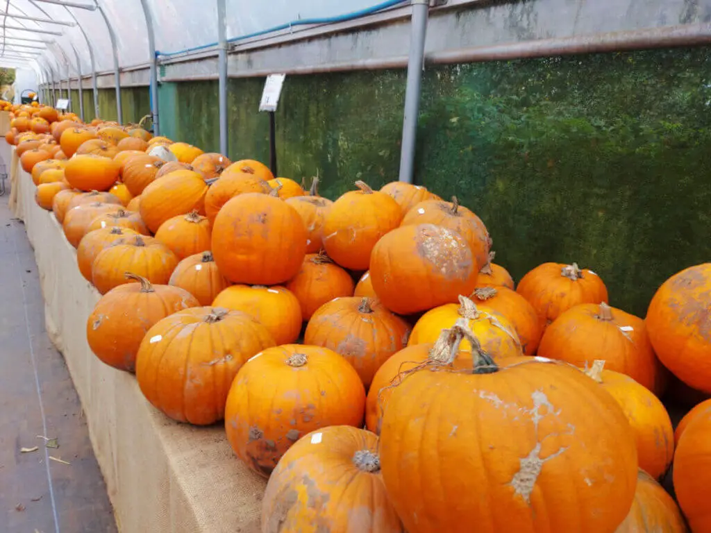 Orange pumpkins of various sizes displayed on long table
