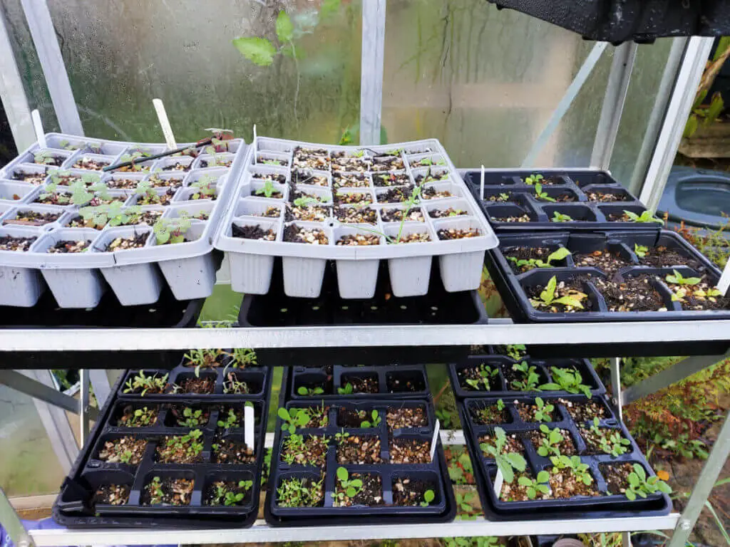 Grey and black seed trays of seedlings on a metal frame